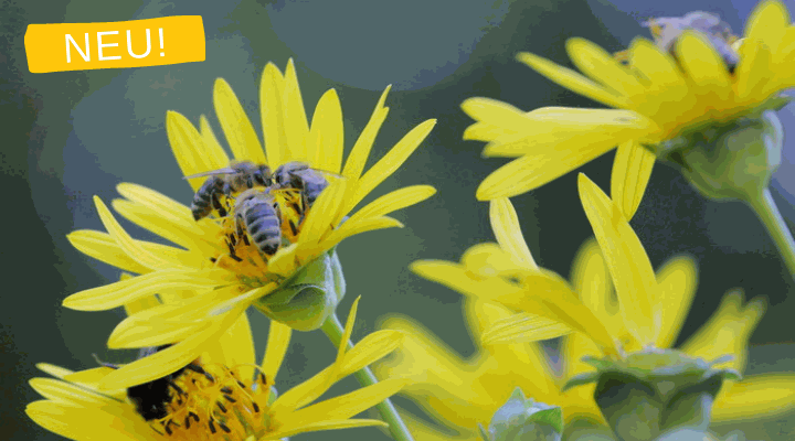 Tipps zum Einstieg (Imkerkurs mit Dr. Pia Aumeier - Modul 1)