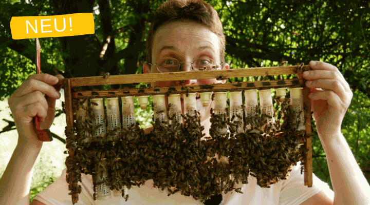 Tipps zum Einstieg (Imkerkurs mit Dr. Pia Aumeier - Modul 1)